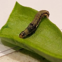 Lepidoptera