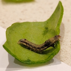 Lepidoptera
