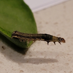 Lepidoptera