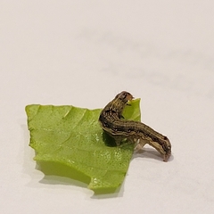 Lepidoptera