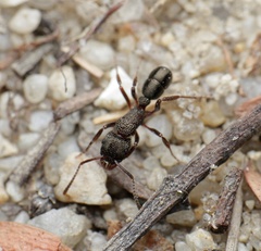 Rhytidoponera tasmaniensis