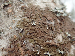 Melanohalea olivacea