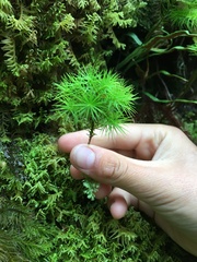 Dendroligotrichum tongariroense