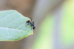 Camponotus sericeus