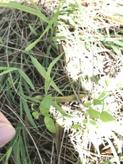 Asparagus asparagoides