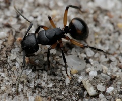 Polyrhachis femorata