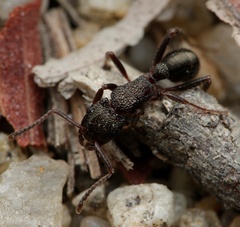 Rhytidoponera tasmaniensis