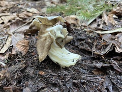 Helvella maculata