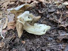 Helvella maculata
