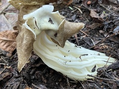 Helvella maculata