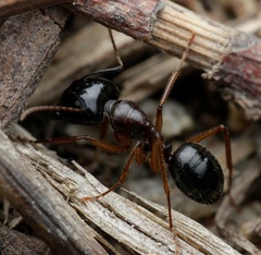 Camponotus terebrans