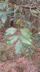Turpinia montana