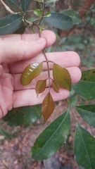 Turpinia montana
