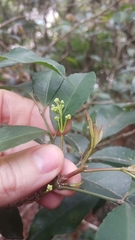 Turpinia montana