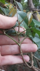 Turpinia montana
