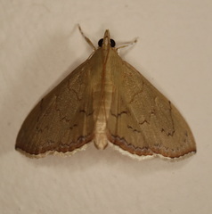 Hyalobathra crenulata