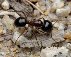 Camponotus terebrans