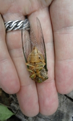 Cicadidae