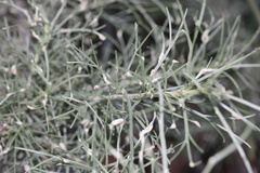 Aceria paracalifornica