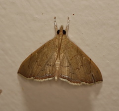 Hyalobathra crenulata