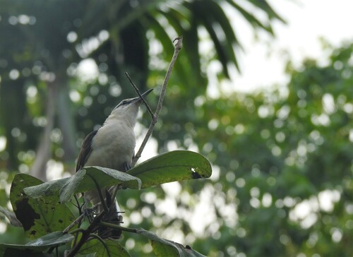 Bicolored Wren (Campylorhynchus griseus), photo 7