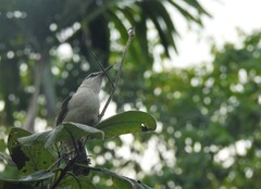Campylorhynchus griseus