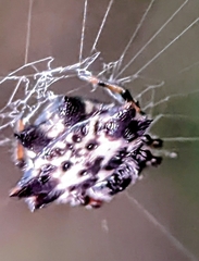 Gasteracantha kuhli