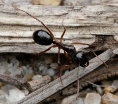 Camponotus terebrans