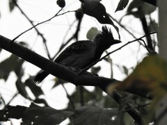 Sakesphorus canadensis