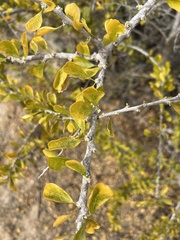 Adelia brandegeei