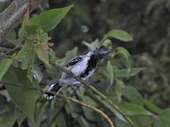 Sakesphorus canadensis