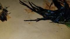 Fontinalis antipyretica
