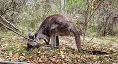 Macropus
