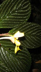 Impatiens oncidioides