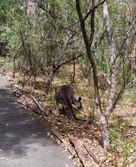 Macropus