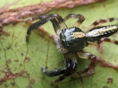 Hyllus