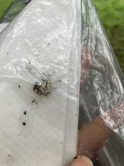 Dermatoxenus caesicollis