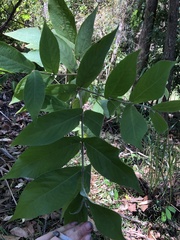 Callicarpa rubella