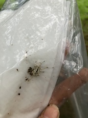 Dermatoxenus caesicollis