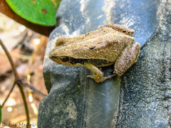 Physalaemus albonotatus