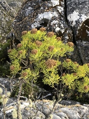 Hymenolepis