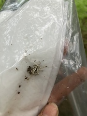 Dermatoxenus caesicollis