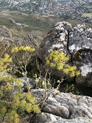 Hymenolepis