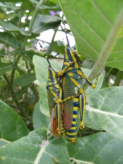Poekilocerus pictus