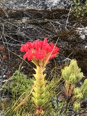 Crassula coccinea