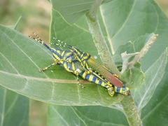 Poekilocerus pictus