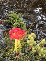 Crassula coccinea