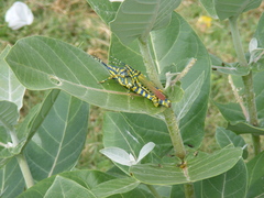 Poekilocerus pictus