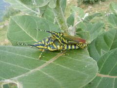 Poekilocerus pictus