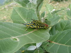 Poekilocerus pictus